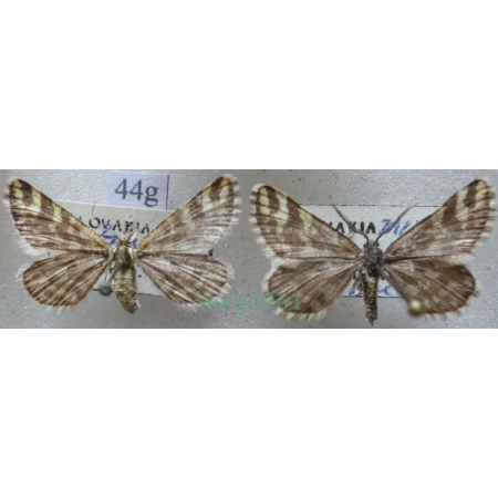 Narraga fasciolaria (Hufnagel, 1767) pair Witalnik byliczak Slovakia44g